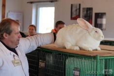 Výstava holubů a králíků 2022 v Hostovlicích